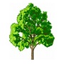 Zmiany Przepisów Dotyczących Wycinki Drzew